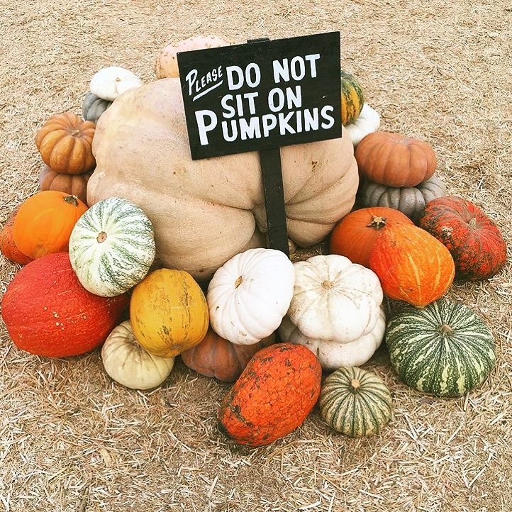 17 Awesome Things to Do in LA This Fall