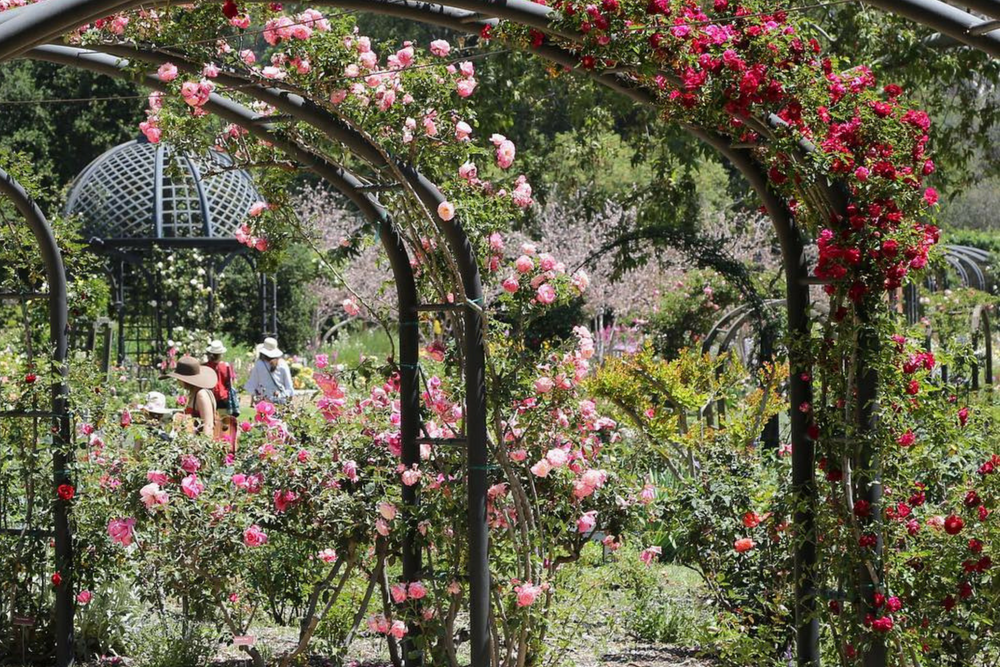 7 Amazing La Gardens To Visit This Weekend The La Girl